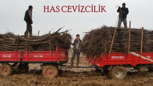  AŞILI CEVİZ FİDANI